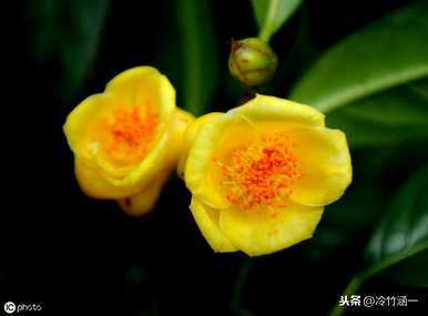 秋花有哪些特点，秋花有哪些特点？