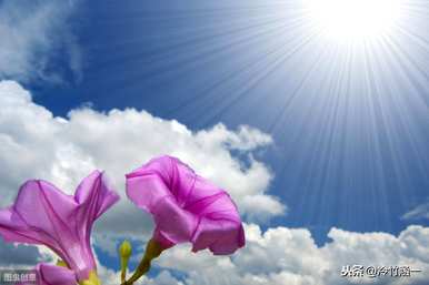 秋花有哪些特点，秋花有哪些特点？