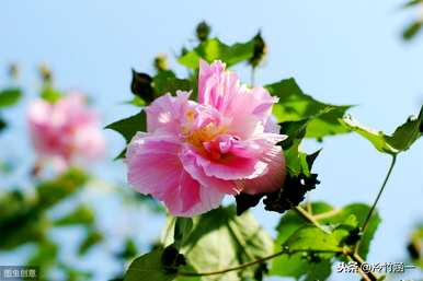 秋花有哪些特点，秋花有哪些特点？