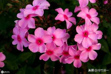 秋花有哪些特点，秋花有哪些特点？