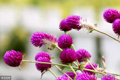 秋花有哪些特点，秋花有哪些特点？