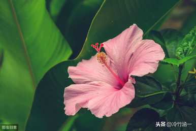 秋花有哪些特点，秋花有哪些特点？