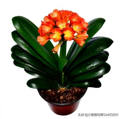 每个月开花，月开什么花？