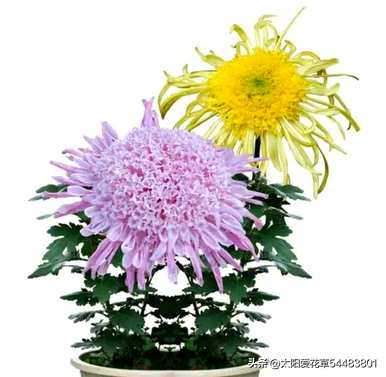 每个月开花，月开什么花？