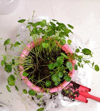 铜钱草水草养殖方法，铜钱草如何养殖？