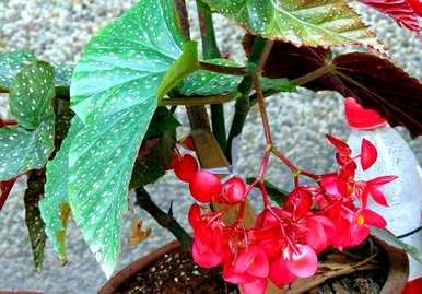 如何养殖竹节海棠，竹节海棠的养殖技巧