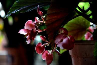 如何养殖竹节海棠，竹节海棠的养殖技巧