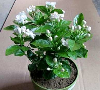 茉莉花怎么养才能更旺盛，茉莉花怎么养才能茂盛