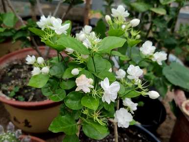 茉莉花怎么养才能更旺盛，茉莉花怎么养才能茂盛