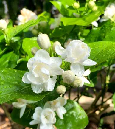 茉莉花怎么养才能更旺盛，茉莉花怎么养才能茂盛