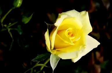 33朵玫瑰的花语，玫瑰的花语是什么？