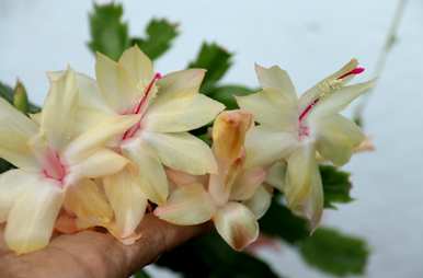 蟹爪兰快开花施什么肥？蟹爪兰怎么养才能开花？