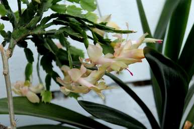 蟹爪兰快开花施什么肥？蟹爪兰怎么养才能开花？
