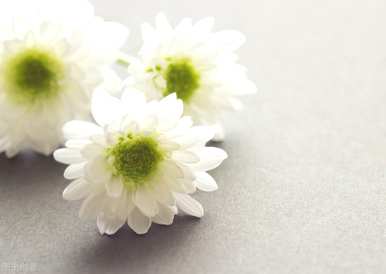粉菊花的花语，粉菊花的花语是什么意思？