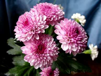 粉菊花的花语，粉菊花的花语是什么意思？