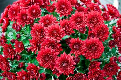 粉菊花的花语，粉菊花的花语是什么意思？