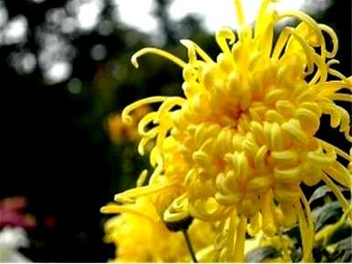 秋花有什么特点，秋花有什么特点？