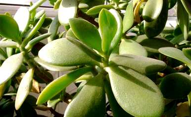 厚脸皮植物有毒吗？可以在室内养吗？厚脸皮花怎么养？