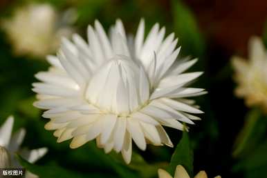 雏菊花语是什么意思？雏菊花语的名称是什么？