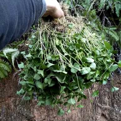 如何种植马蹄草，马蹄草种子及栽培技术