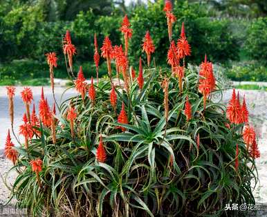 芦荟在家里开花的预兆是什么，芦荟开花的意思是什么？