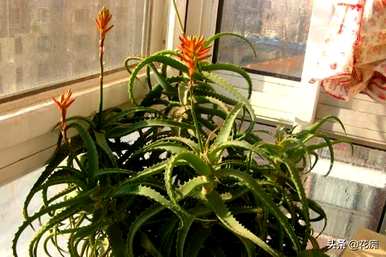 芦荟在家里开花的预兆是什么，芦荟开花的意思是什么？