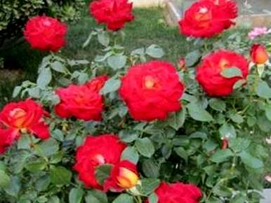 月季花什么时候开，月季花什么时候开句子？