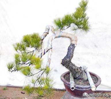 如何修剪黄山松盆景的养护管理造型？