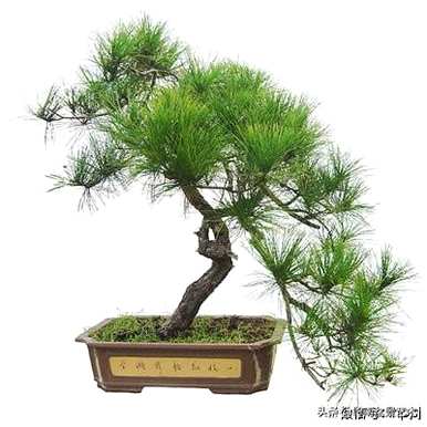 如何修剪黄山松盆景的养护管理造型？