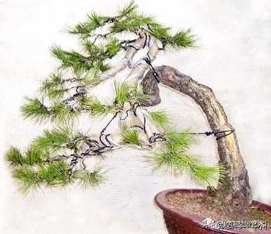 如何修剪黄山松盆景的养护管理造型？
