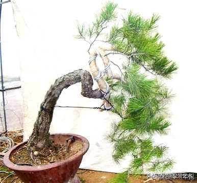 如何修剪黄山松盆景的养护管理造型？