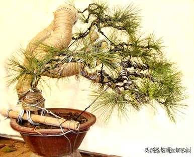 如何修剪黄山松盆景的养护管理造型？