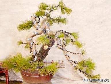如何修剪黄山松盆景的养护管理造型？