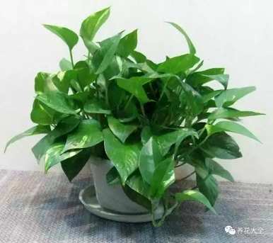 绿萝叶发黄怎么办？绿萝叶发黄怎么办？天气冷怎么办？