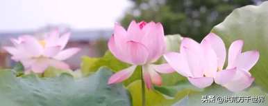 夏天常见的花名，夏天常见的花名是什么？