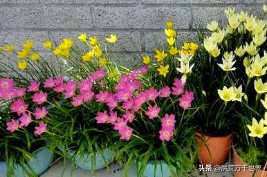 夏天常见的花名，夏天常见的花名是什么？