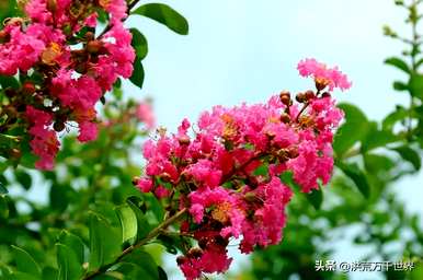 夏天常见的花名，夏天常见的花名是什么？