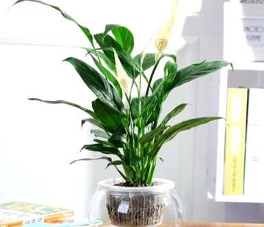 一帆风顺水培育法、一帆风顺水培育法视频