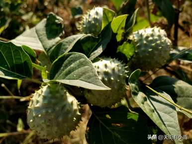 摩洛曼陀罗华是什么意思，曼陀罗华是什么意思？