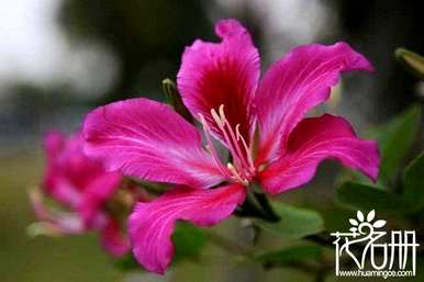 香港特区的花是什么，香港的市花是什么？