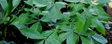 富贵树截杆后如何发芽？富贵树种植后几天发芽