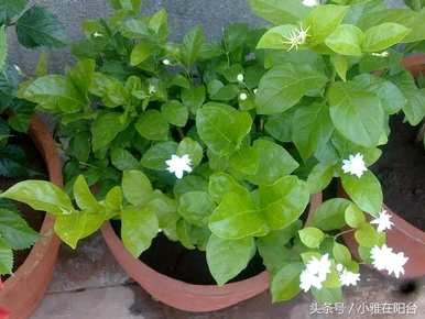 茉莉花种植方法，茉莉花幼苗种植方法