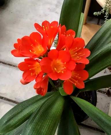适用于室内养殖的花卉植物，室内花卉品种植物大全