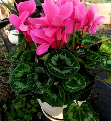 适用于室内养殖的花卉植物，室内花卉品种植物大全