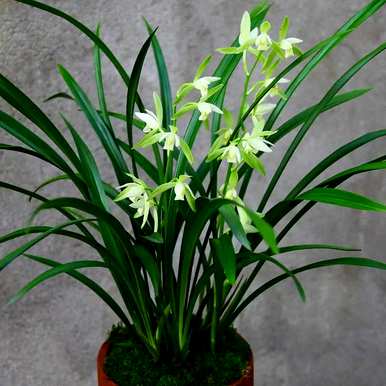 适用于室内养殖的花卉植物，室内花卉品种植物大全