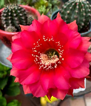 适用于室内养殖的花卉植物，室内花卉品种植物大全