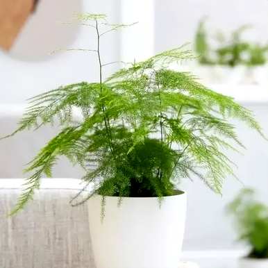适用于室内养殖的花卉植物，室内花卉品种植物大全
