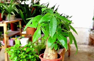 发财树怎样养护才能越长越好，发财树怎样养护才能更茂盛？