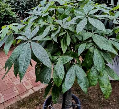 发财树怎样养护才能越长越好，发财树怎样养护才能更茂盛？