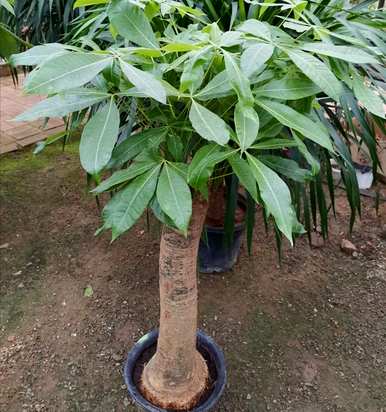 发财树怎样养护才能越长越好，发财树怎样养护才能更茂盛？